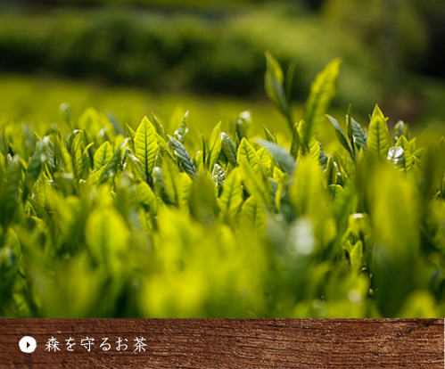 森を守るお茶